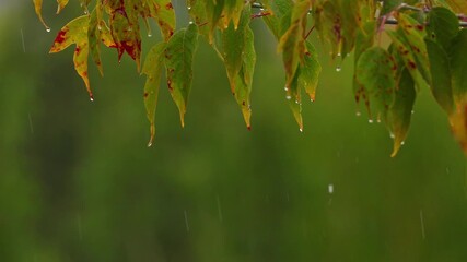Maple leaves with dripping and hanging raindrops during heavy rain against bright greenery. - Powered by Adobe