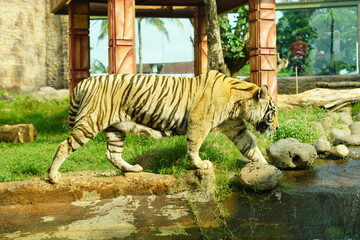 A magnificent Sumatran tiger, a critically endangered species, walking along the edge of a water moat in its zoo enclosure. This powerful big cat is a symbol of wildlife conservation.