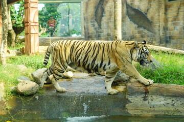 A magnificent Sumatran tiger, a critically endangered species, walking along the edge of a water moat in its zoo enclosure. This powerful big cat is a symbol of wildlife conservation.