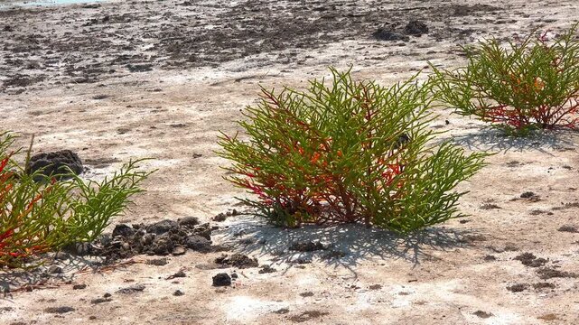 Kuialnyk Estuary, common glasswort Salicornia europaea