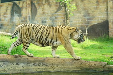 A magnificent Sumatran tiger, a critically endangered species, walking along the edge of a water moat in its zoo enclosure. This powerful big cat is a symbol of wildlife conservation.