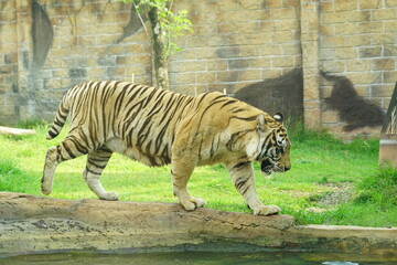 A magnificent Sumatran tiger, a critically endangered species, walking along the edge of a water moat in its zoo enclosure. This powerful big cat is a symbol of wildlife conservation.