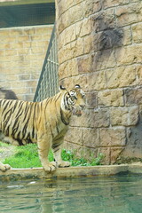 A magnificent Sumatran tiger, a critically endangered species, walking along the edge of a water moat in its zoo enclosure. This powerful big cat is a symbol of wildlife conservation.