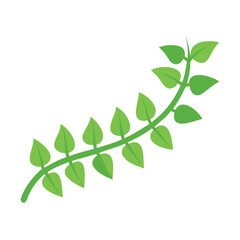 Fototapeta premium green leaves on white background