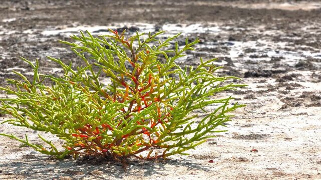 Kuialnyk Estuary, common glasswort Salicornia europaea