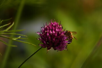 summer flower in the garden