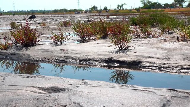 Common glasswort Salicornia europaea, succulent plant grows on salty mud on the shore