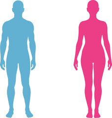 Male and female human body silhouette, blue man figure, pink woman figure, anatomy outline, gender symbol, medical, health, fitness, biology, vector illustration