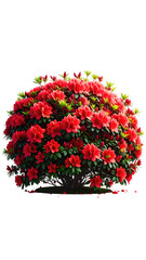 Close-up of a vibrant, round azalea bush.  Dense clusters of deep red flowers and green foliage
