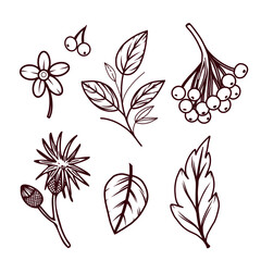 A set of vector illustrations, autumn leaves, berries and plants. Everything is hand-drawn in vector. The illustration is suitable for printing on fabric, paper, creativity and design. Vector