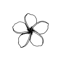 Simple Plumeria Flower Outline