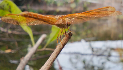 A golden yellow dragonfly perched gracefully on a dry branch.