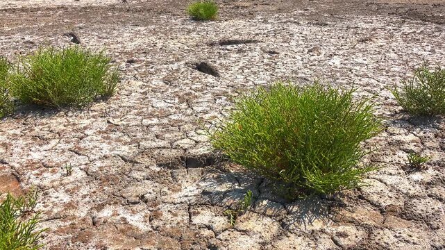 Kuialnyk Estuary, common glasswort Salicornia europaea