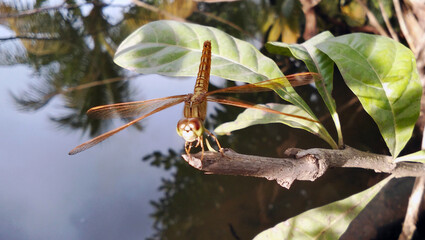 A golden yellow dragonfly perched gracefully on a dry branch.