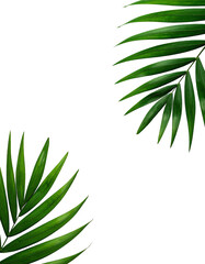 Two tropical palm leaves against a black background.  Detailed, vibrant green foliage with  distinct leaf veins.  Close-up, showing texture and detail
