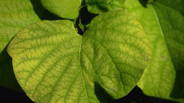 large Aristolochia macrophylla leaf at the stage of biochemical and structural changes in the leaf