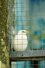A portrait of a Bali Myna (Leucopsar rothschildi), also known as the Bali Starling. This critically endangered bird, endemic to Bali, Indonesia, is perched on a branch, showcasing its beautiful white 