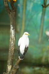 A portrait of a Bali Myna (Leucopsar rothschildi), also known as the Bali Starling. This critically endangered bird, endemic to Bali, Indonesia, is perched on a branch, showcasing its beautiful white 