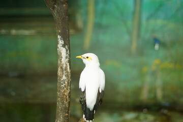 A portrait of a Bali Myna (Leucopsar rothschildi), also known as the Bali Starling. This critically endangered bird, endemic to Bali, Indonesia, is perched on a branch, showcasing its beautiful white 