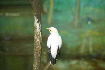 A portrait of a Bali Myna (Leucopsar rothschildi), also known as the Bali Starling. This critically endangered bird, endemic to Bali, Indonesia, is perched on a branch, showcasing its beautiful white 