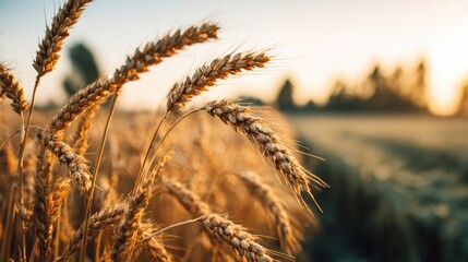 Fototapeta premium Close up of golden wheat ears against a soft sunset background