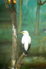 A portrait of a Bali Myna (Leucopsar rothschildi), also known as the Bali Starling. This critically...