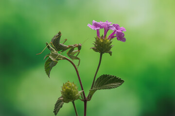 MANTIS RELIGIOSA EN FLOR DE LANTANA
