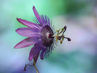 RETRATO DE FLOR PASSIFLORA VIOLACEA