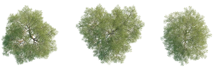 Fototapete Rund Pistazie Salix matsudana Tree plan, top view, cutout, transparent background, isolate, Realistic top view of lush green trees for landscaping and architectural visualization  © DH Tree Stock