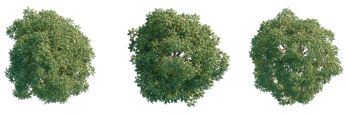 Gymnocladus dioicus Tree plan, top view, cutout, transparent background, isolate, Lush green deciduous trees seen from above, perfect for design