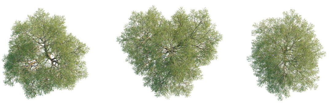 Salix matsudana Tree plan, top view, cutout, transparent background, isolate, Realistic top view of lush green trees for landscaping and architectural visualization