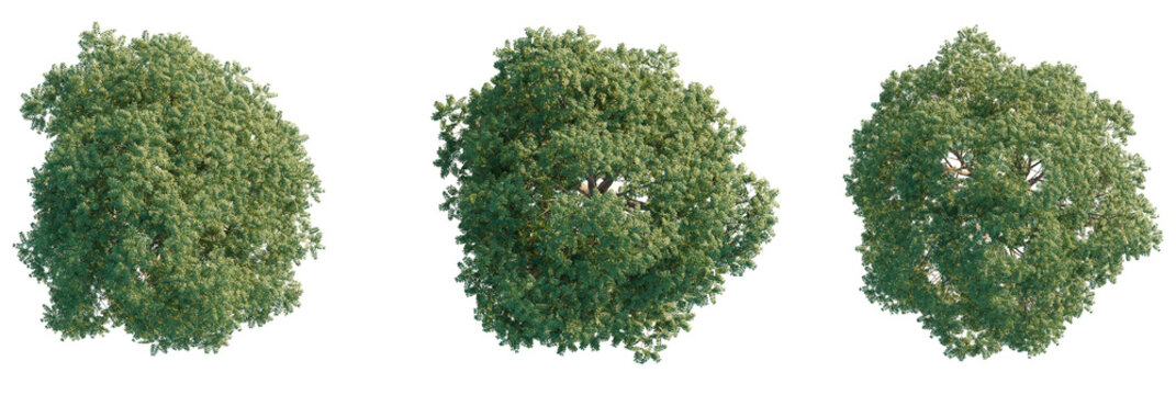 Gymnocladus dioicus Tree plan, top view, cutout, transparent background, isolate, Lush green deciduous trees seen from above, perfect for design
