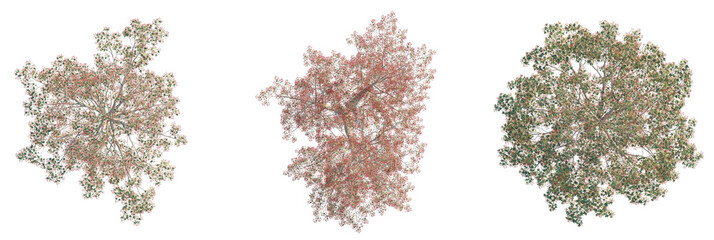 Brachychiton acerifolius Tree plan, top view, cutout, transparent background, isolate, Three detailed aerial top-down views of leafy trees with red blossoms © DH Tree Stock