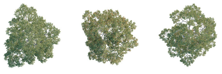 Quercus laevis Tree plan, top view, cutout, transparent background, isolate, Realistic top down...