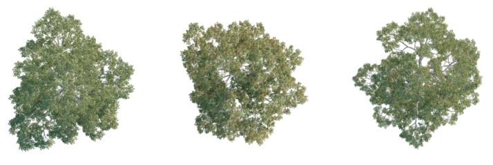 Quercus laevis Tree plan, top view, cutout, transparent background, isolate, Realistic top down view of three lush green deciduous trees