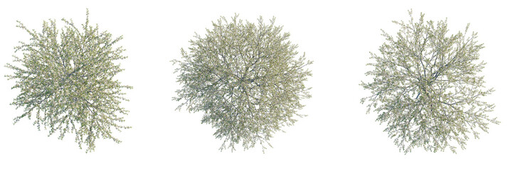 Pterocarya fraxinifolia Tree plan, top view, cutout, transparent background, isolate, Lush blooming...