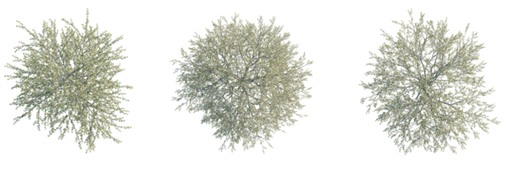 Pterocarya fraxinifolia Tree plan, top view, cutout, transparent background, isolate, Lush blooming trees from above, perfect for architectural visualization