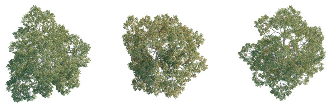 Quercus laevis Tree plan, top view, cutout, transparent background, isolate, Realistic top down view of three lush green deciduous trees