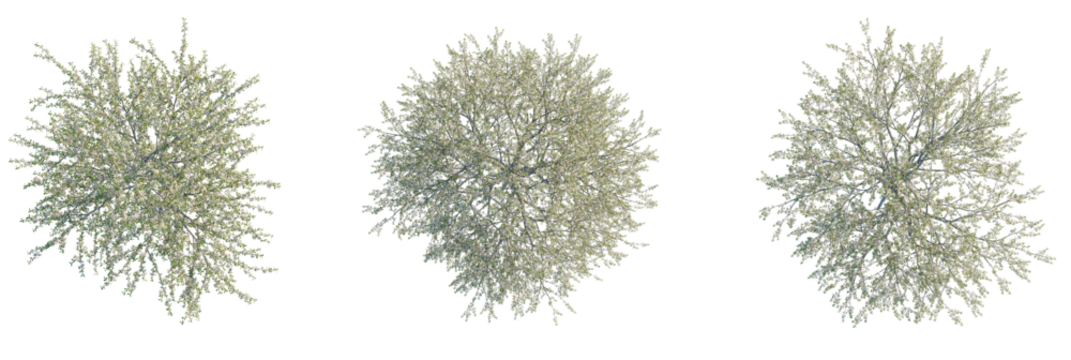Pterocarya fraxinifolia Tree plan, top view, cutout, transparent background, isolate, Lush blooming trees from above, perfect for architectural visualization