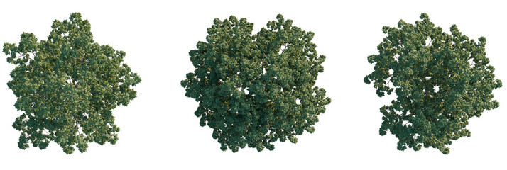 Obraz premium Ostrya virginiana Tree plan, top view, cutout, transparent background, isolate, Top view of lush green trees, perfect for architectural visualization and design