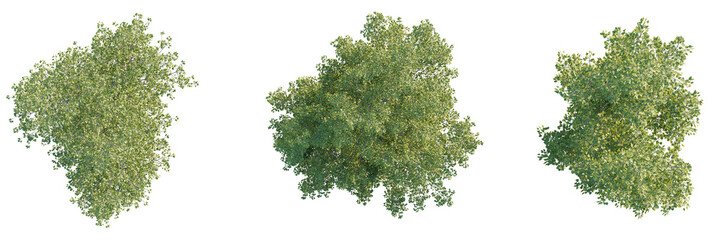 Populus tomentosa Tree plan, top view, cutout, transparent background, isolate, Top view of lush...
