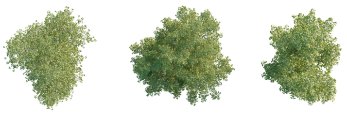 Populus tomentosa Tree plan, top view, cutout, transparent background, isolate, Top view of lush green trees ready for architectural visualization projects