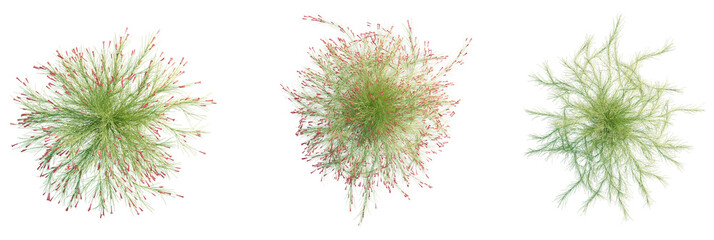 Russelia equisetiformis Tree plan, top view, cutout, transparent background, isolate, Vibrant green bush with delicate red tubular flowers, top view © DH Tree Stock