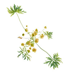 Ranunculus Tree plan, top view, cutout, transparent background, isolate, Delicate yellow wildflower botanical illustration with intricate green foliage