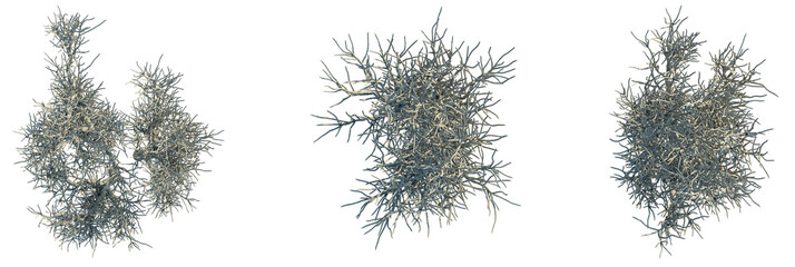 Alluaudia dumosa Tree plan, top view, cutout, transparent background, isolate, Intricate snow covered branches create a mesmerizing winter natural pattern