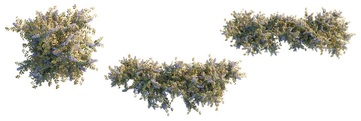 Wisteria brachybotrys Tree plan, top view, cutout, transparent background, isolate, Lush flowering shrub with delicate purple blooms offers vibrant spring beauty