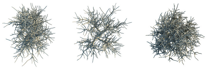 Alluaudia dumosa Tree plan, top view, cutout, transparent background, isolate, Winter branches...