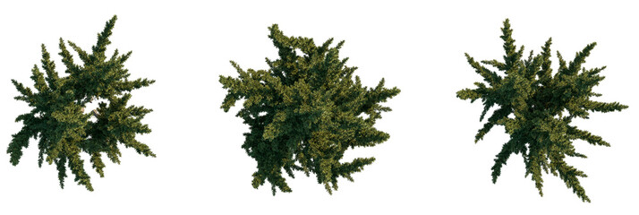 Sabina chinensis Tree plan, top view, cutout, transparent background, isolate, Top view of lush green evergreen tree foliage, perfect for nature scenes