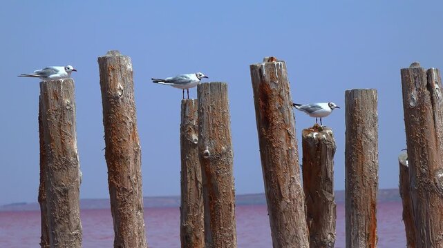 Kuialnyk Estuary, Seagulls rest on wooden piles in a hypersaline estuary