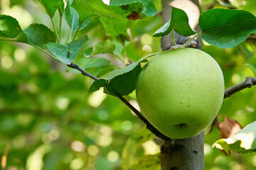 A green apple is hanging from a tree